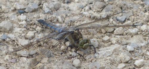 Orthetrum cancellatum